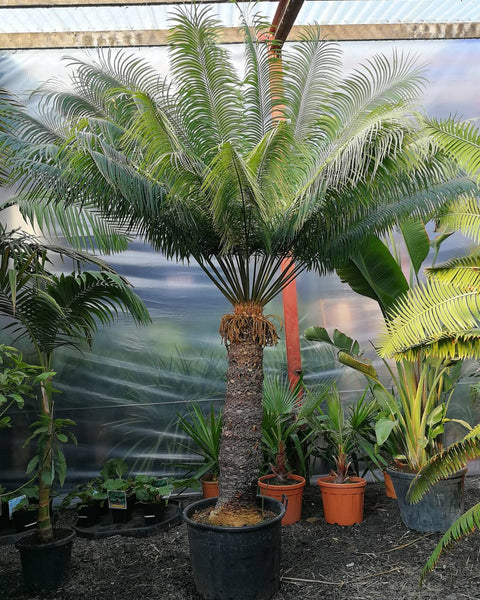 Queen Sago Palm XL