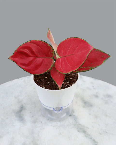 Aglaonema Commutatum - Red Valentine