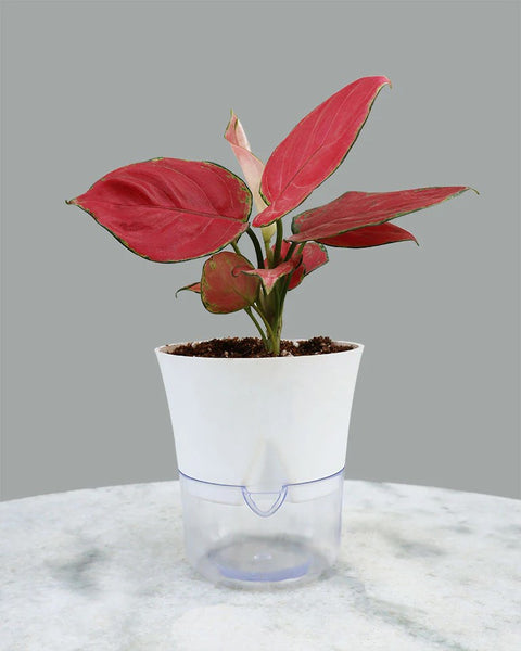 Aglaonema Commutatum - Red Valentine