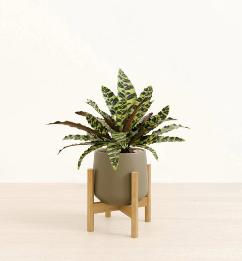 Calathea Rattlesnake