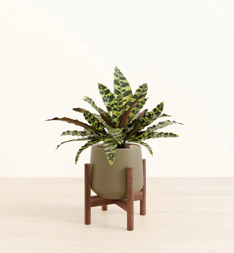 Calathea Rattlesnake