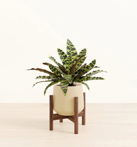 Calathea Rattlesnake