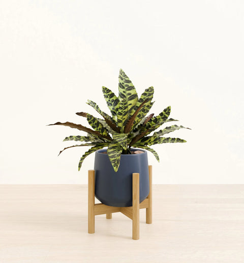 Calathea Rattlesnake