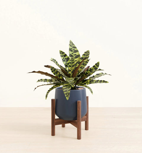 Calathea Rattlesnake
