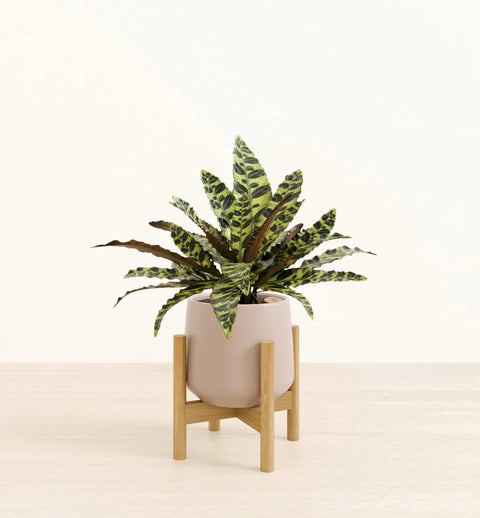 Calathea Rattlesnake