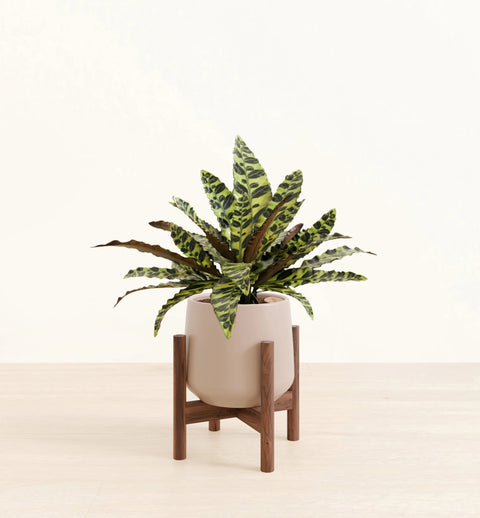 Calathea Rattlesnake