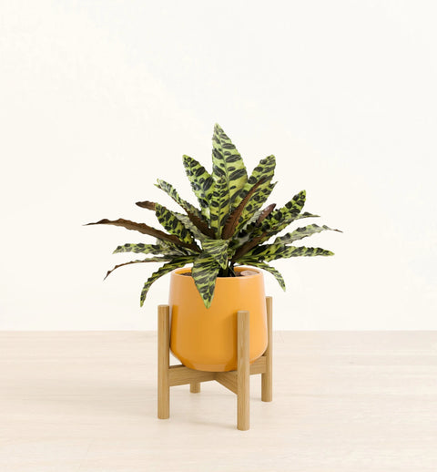 Calathea Rattlesnake