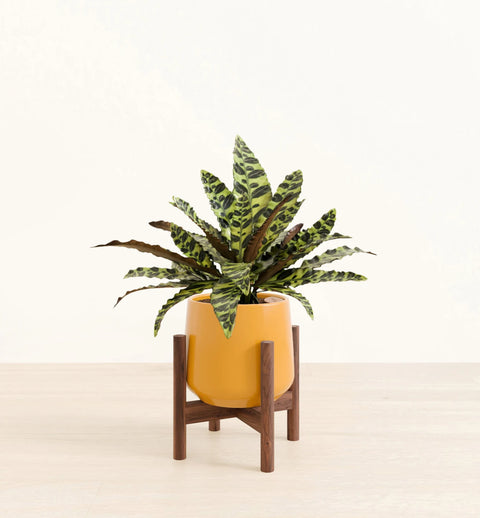 Calathea Rattlesnake