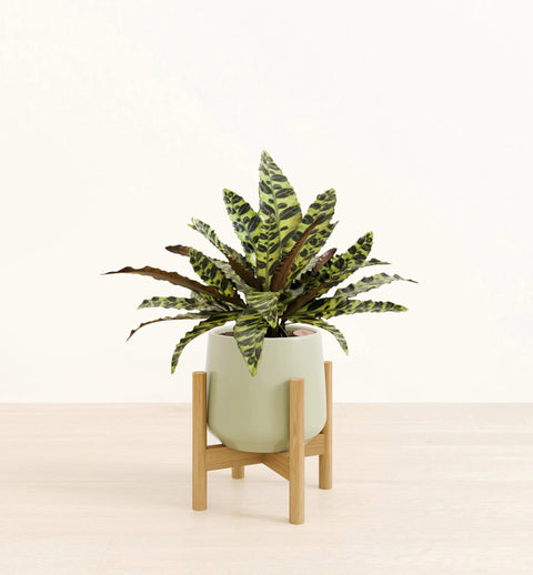 Calathea Rattlesnake