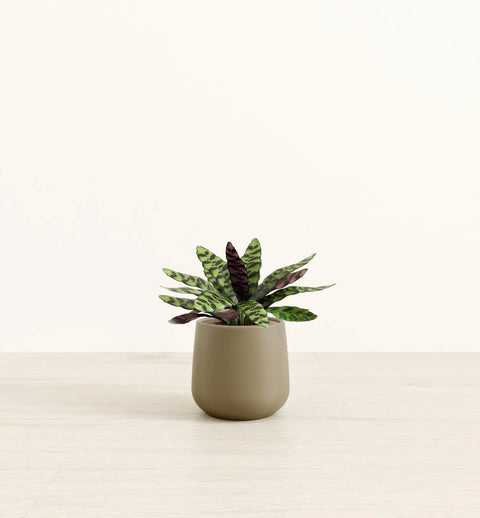 Calathea Rattlesnake