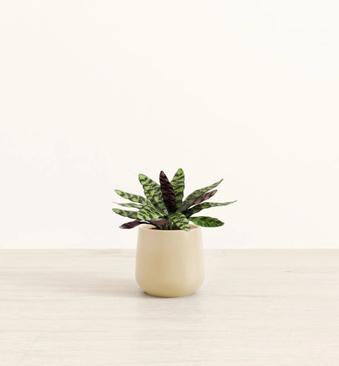 Calathea Rattlesnake
