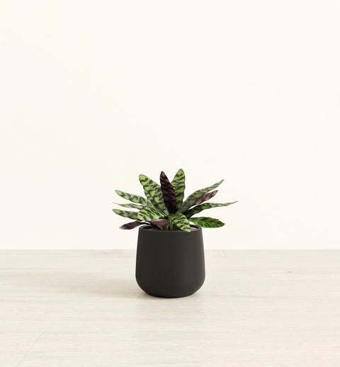 Calathea Rattlesnake