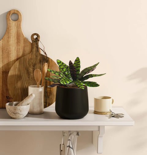 Calathea Rattlesnake