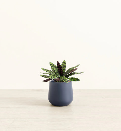 Calathea Rattlesnake