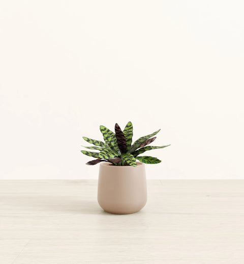 Calathea Rattlesnake
