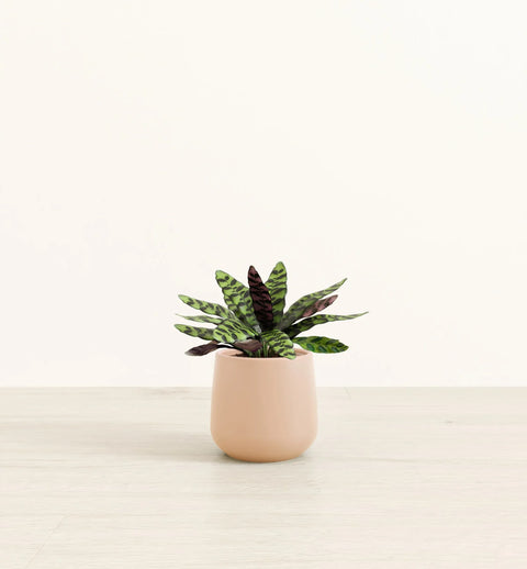 Calathea Rattlesnake