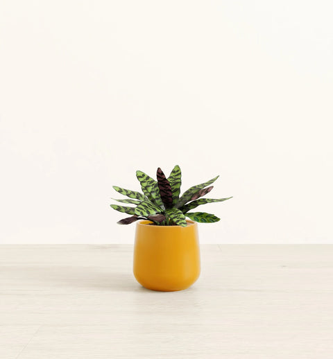 Calathea Rattlesnake