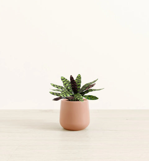 Calathea Rattlesnake
