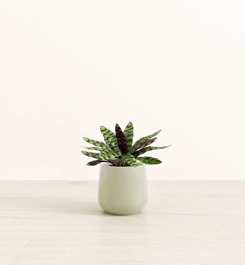 Calathea Rattlesnake
