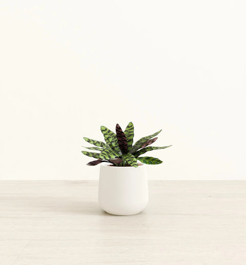 Calathea Rattlesnake