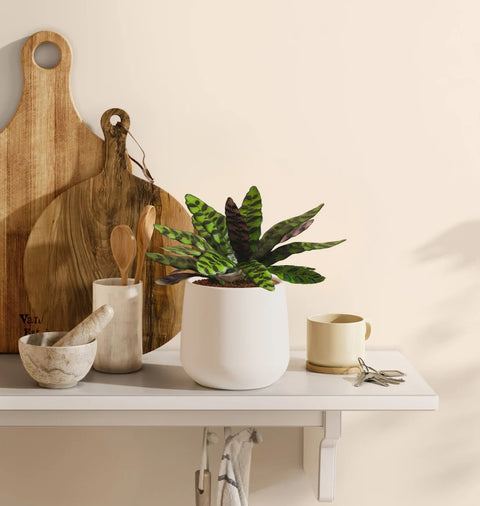 Calathea Rattlesnake