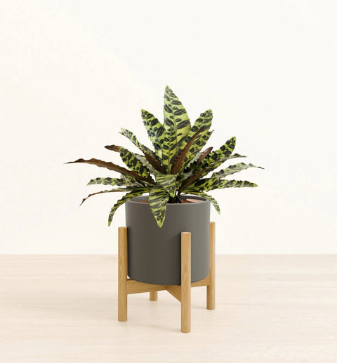 Calathea Rattlesnake