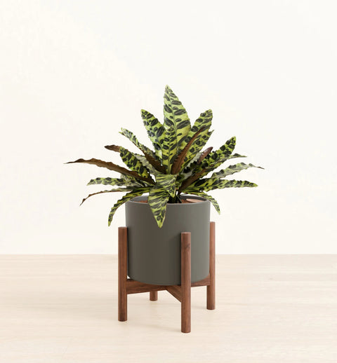 Calathea Rattlesnake