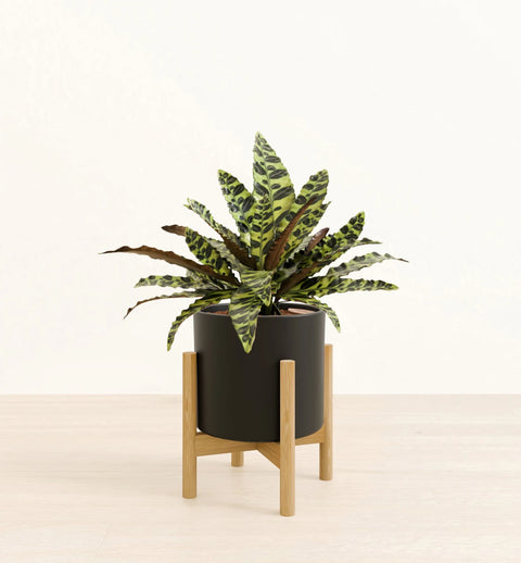 Calathea Rattlesnake