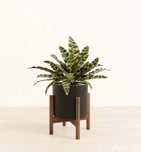 Calathea Rattlesnake