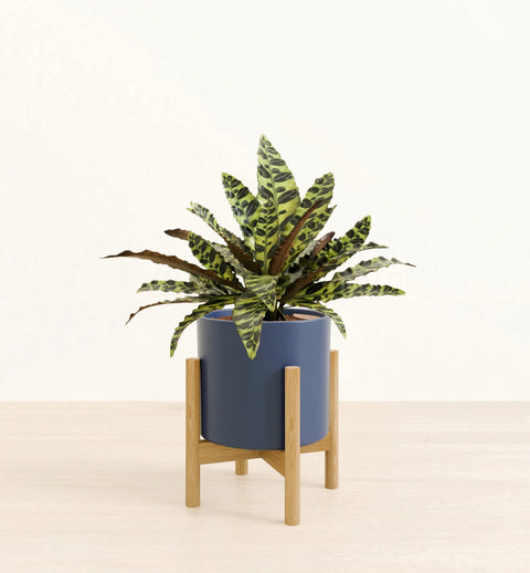 Calathea Rattlesnake