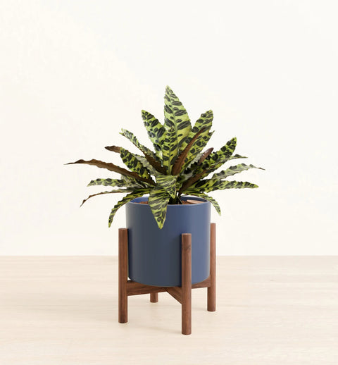 Calathea Rattlesnake