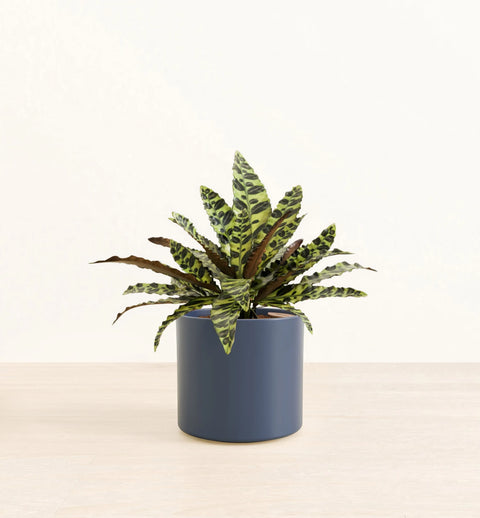 Calathea Rattlesnake