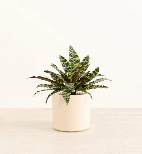 Calathea Rattlesnake