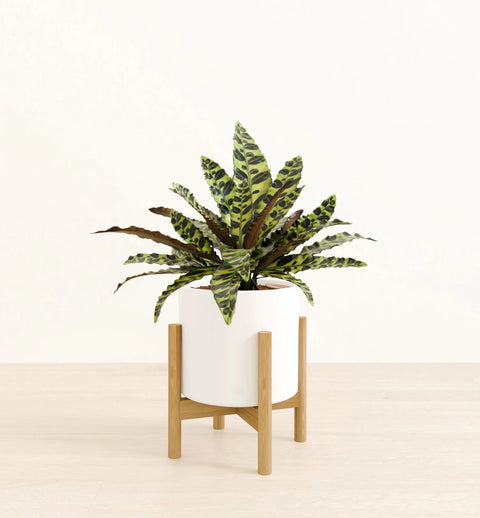 Calathea Rattlesnake