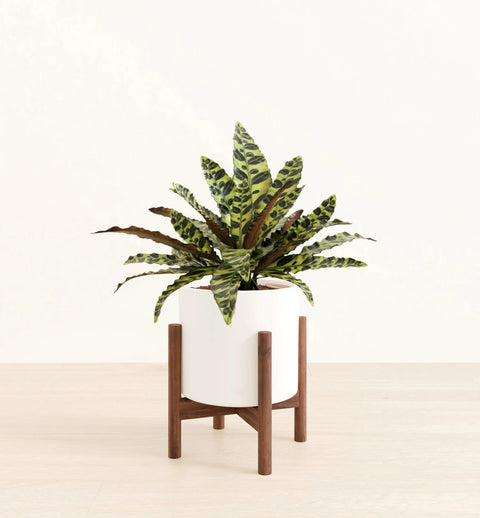 Calathea Rattlesnake