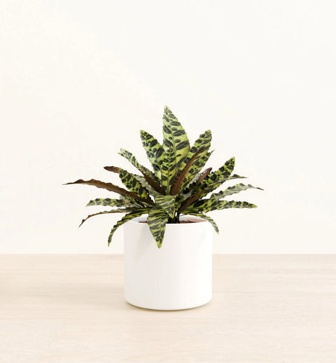 Calathea Rattlesnake