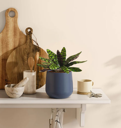 Calathea Rattlesnake