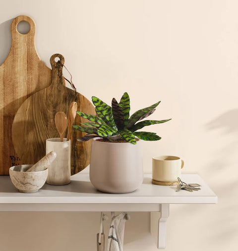 Calathea Rattlesnake