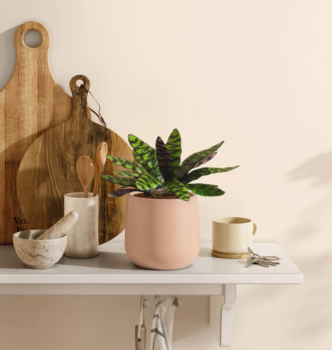 Calathea Rattlesnake