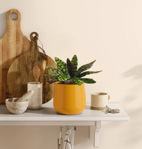 Calathea Rattlesnake