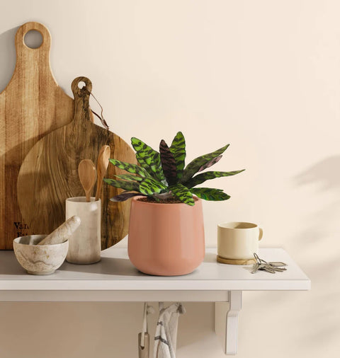 Calathea Rattlesnake
