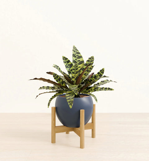 Calathea Rattlesnake