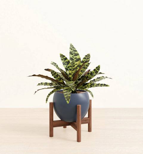 Calathea Rattlesnake