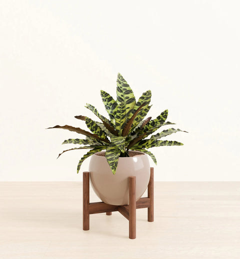 Calathea Rattlesnake
