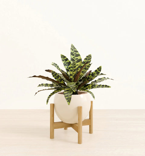 Calathea Rattlesnake