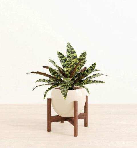 Calathea Rattlesnake