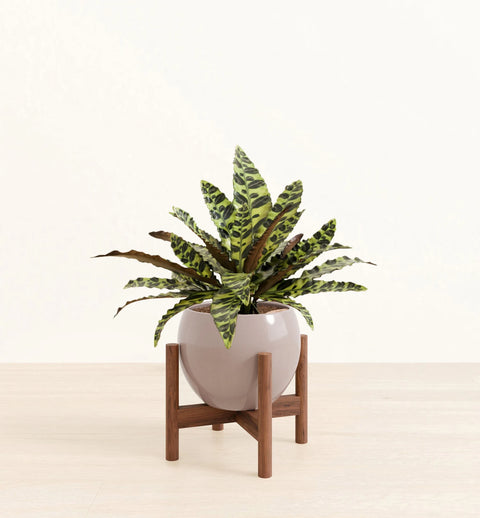 Calathea Rattlesnake