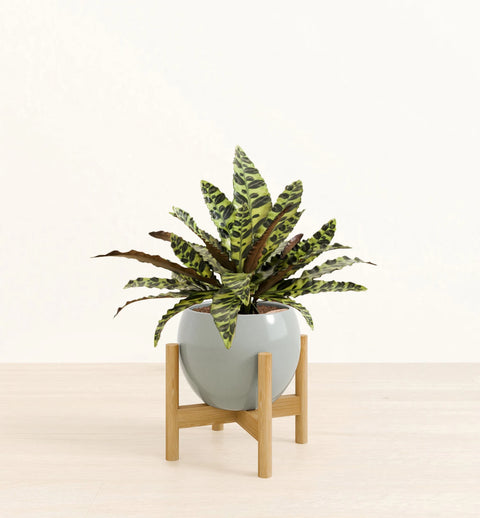 Calathea Rattlesnake