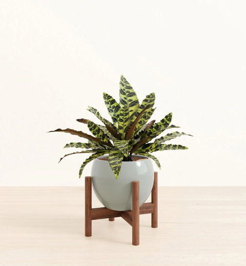Calathea Rattlesnake