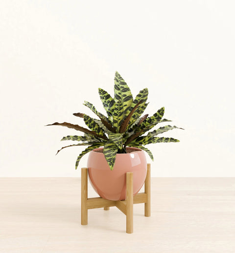 Calathea Rattlesnake